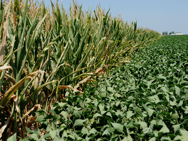 Private analytical firm Informa Economics predicts overall 2014 corn and soybean acreage will increase 2.7 million acres from 2013. (DTN file photo by Pamela Smith)